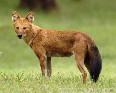 野豬捕獵機(jī)一樣也能捕豺