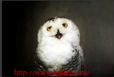ҰiCC(j)DƬ֮129